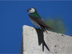 Violet-green Swallow